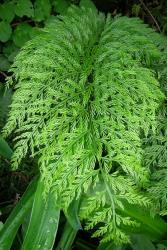 Asplenium ×lucrosum. Fertile frond with finely divided lamina segments.
 Image: L.R. Perrie © Leon Perrie CC BY-NC 3.0 NZ